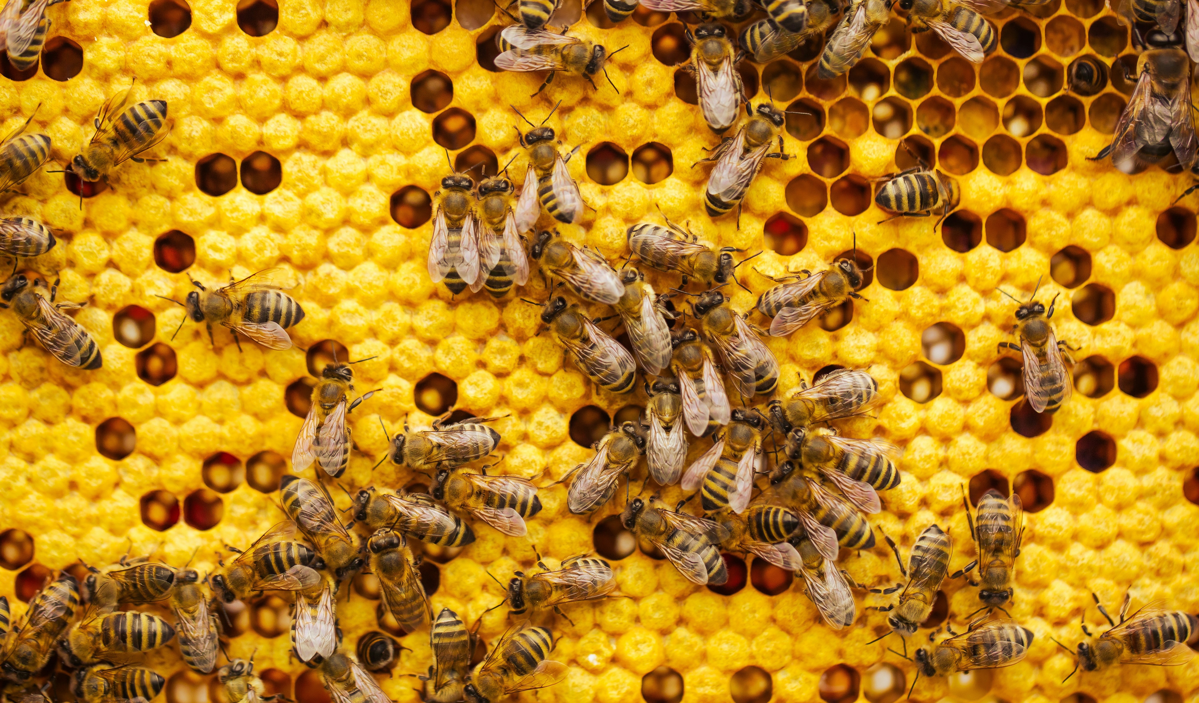 Abeilles et cire d’abeille
